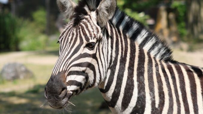 Zdroj foto: Pixabay.com