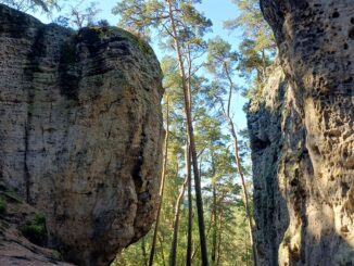 Pískovcové skalní bloky s pozůstatky hradu Pustý zámek na Kokořínsku. Foto: Anna Petruželková