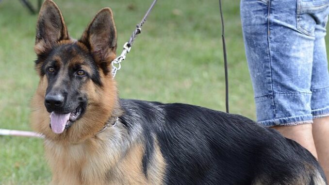 Zdroj foto: commons.wikimedia.org