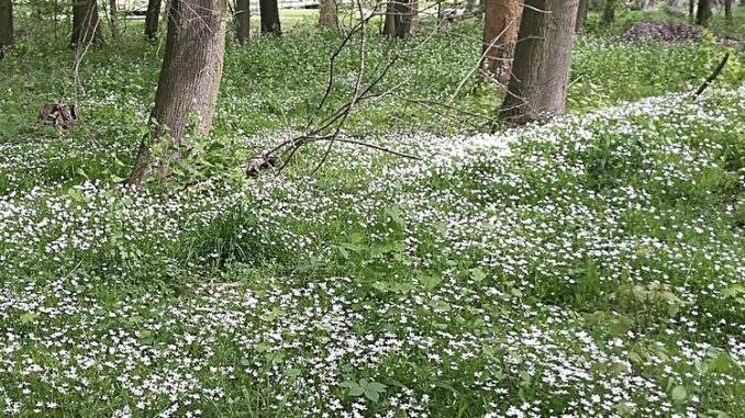 Zdroj foto: commons.wikimedia.org