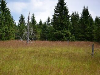 Grünwaldské vřesoviště