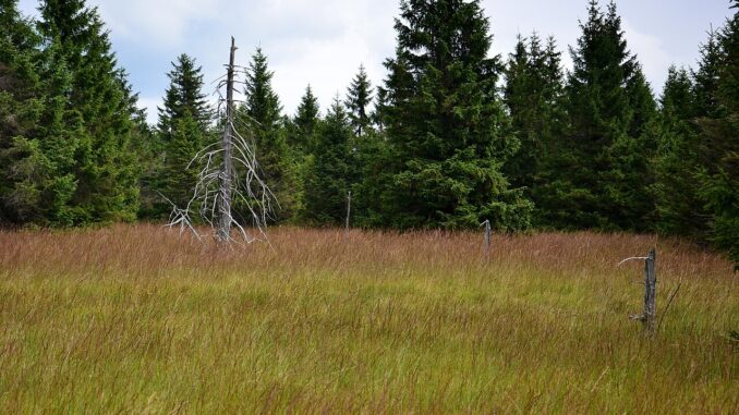 Grünwaldské vřesoviště