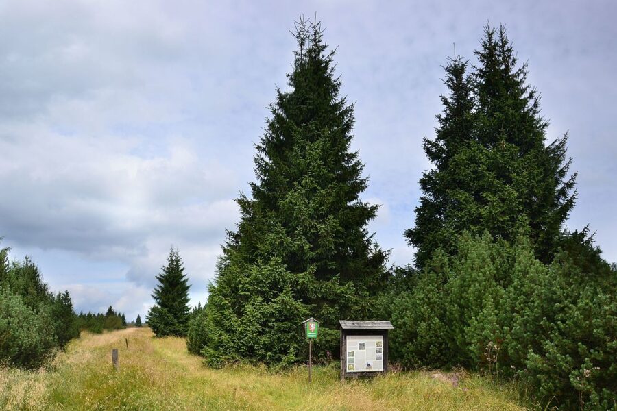 Grünwaldské vřesoviště.