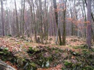 Zřícenina hradu Kuchlov. Foto: NPÚ