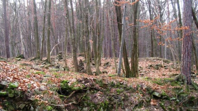 Zřícenina hradu Kuchlov. Foto: NPÚ