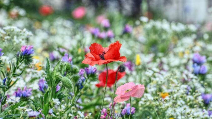 Zdroj foto: Pixabay.com