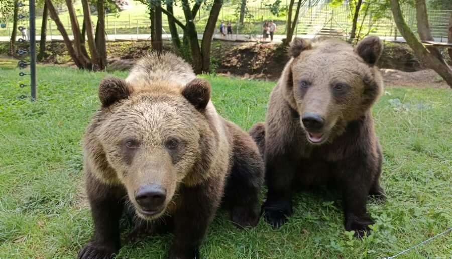 Alica a Michal v zoologické zahradě Košice, foto: Zoo Košice