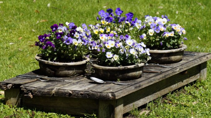 Ilustrační foto. Zdroj: Pixabay.com