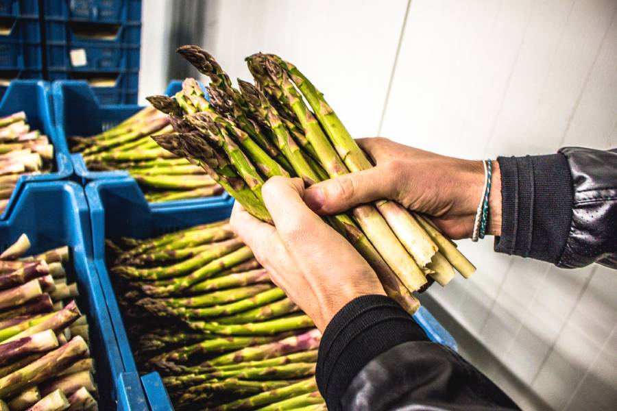 Domů si můžete odvést přepravky toho nejčerstvějšího chřestu za farmářské ceny. Zdroj: Zdroj: Jan Charvát, Český chřest - zemědělský areál Hostín u Vojkovic