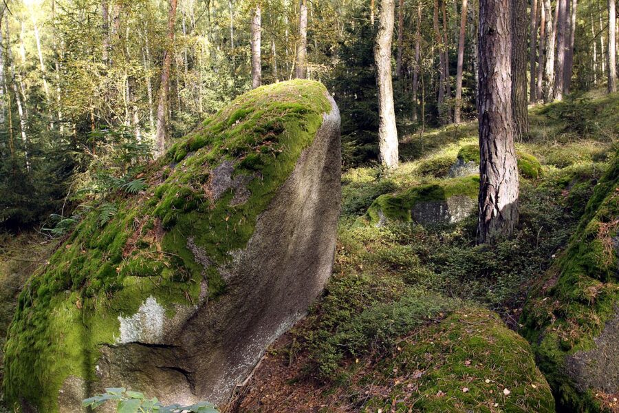 Na skalách se daří mechům a lišejníkům.