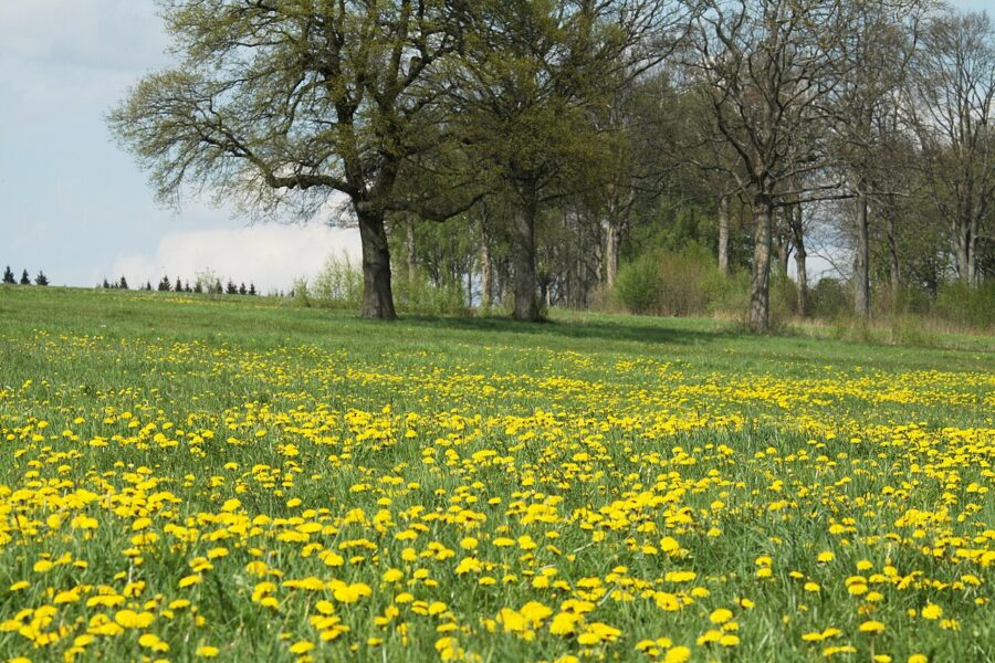 Přírodní park Smrčiny poblíž obce Újezd u Krásné v okrese Cheb. Autor: Chmee2, licence CC BY-SA 3.0. Zdroj: <a href="https://commons.wikimedia.org/wiki/File:P%C5%99%C3%ADrodn%C3%AD_park_Smr%C4%8Diny_in_spring_2015_(14).JPG">Wikimedia Commons</a>