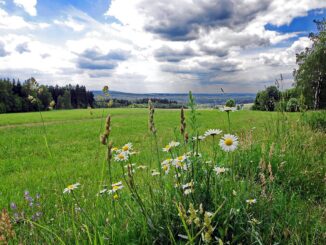 Přírodní park Smrčiny u zaniklé osady Újezd, u česko-německé hranice u Aše, okres Cheb. Autor: Lubor Ferenc, licence CC BY-SA 4.0. Zdroj: Wikimedia Commons