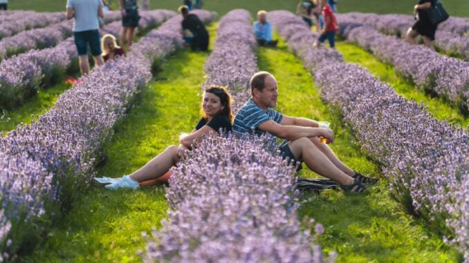 Levandulový festival v Bezděkově je oblíbená letní akce spojující hudbu, gastronomii a přírodu. Zdroj: Levandulový statek Bezděkov
