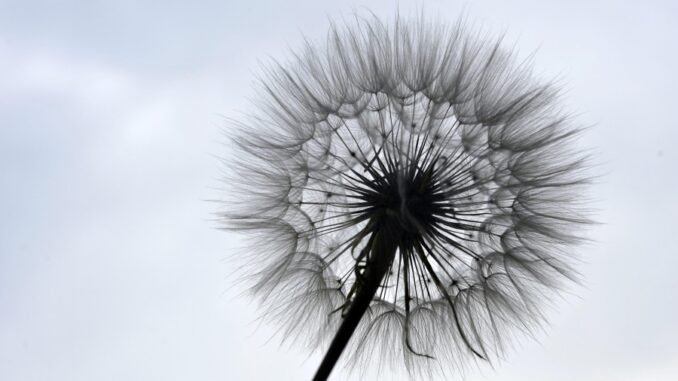 Zdroj foto: Pixabay.com