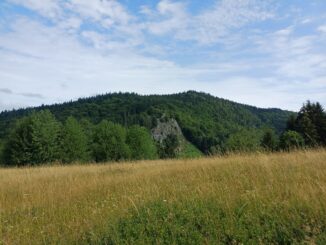 Národní přírodní rezervace Pulčín-Hradisko ve Zlínském kraji. Foto: Anna Petruželková
